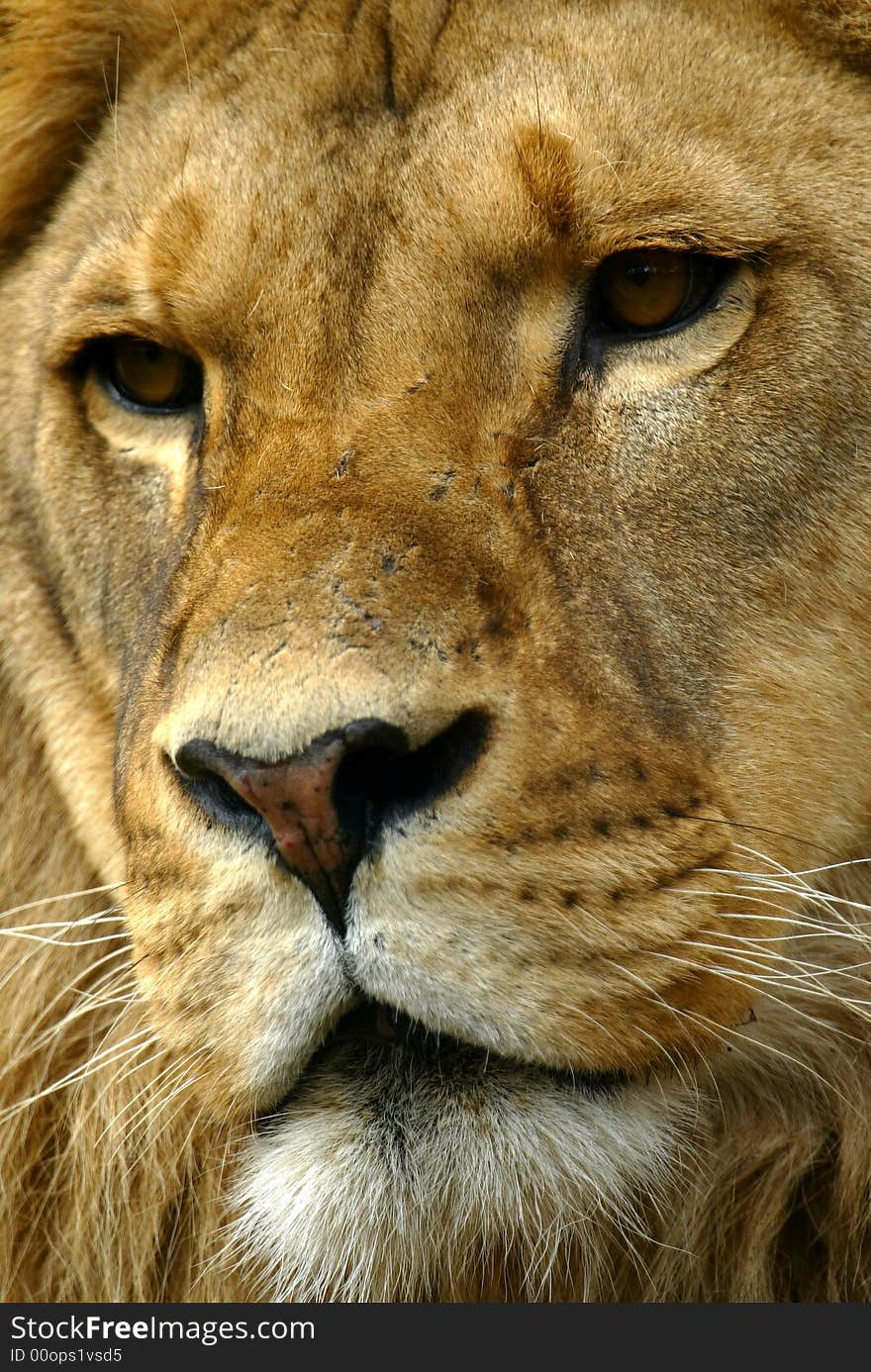 A shot of a male lion. A shot of a male lion