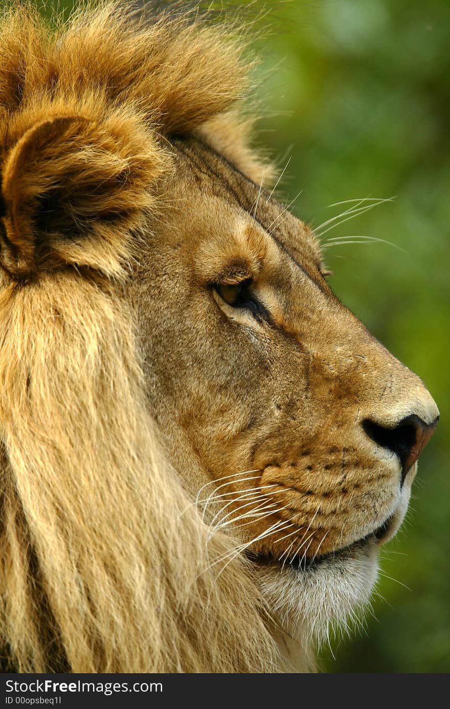 A shot of a male lion. A shot of a male lion