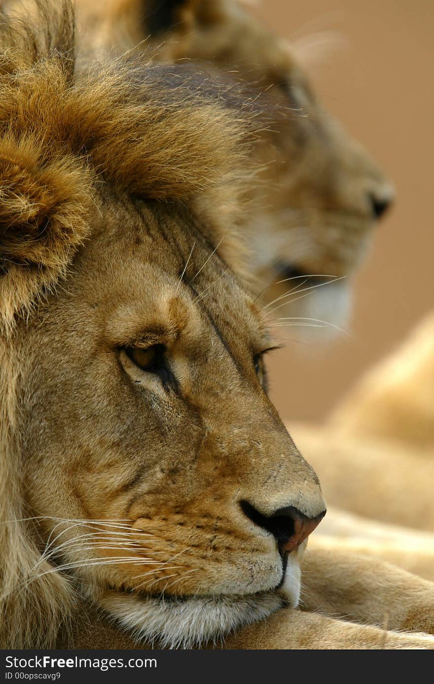 A shot of a male lion. A shot of a male lion