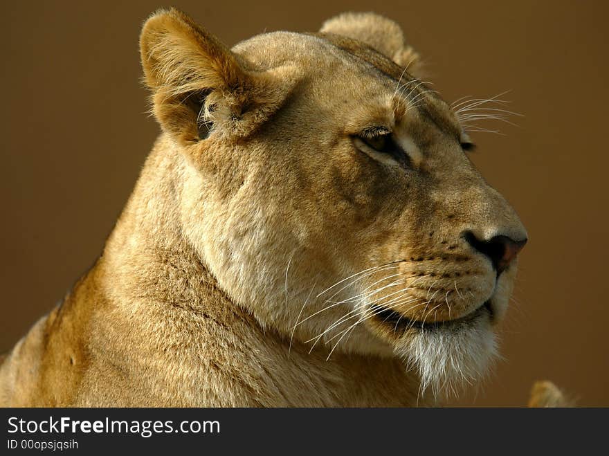 A shot of a female lioness. A shot of a female lioness