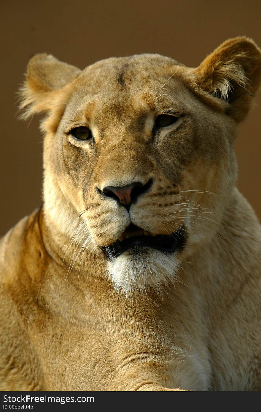 A shot of a female lioness. A shot of a female lioness