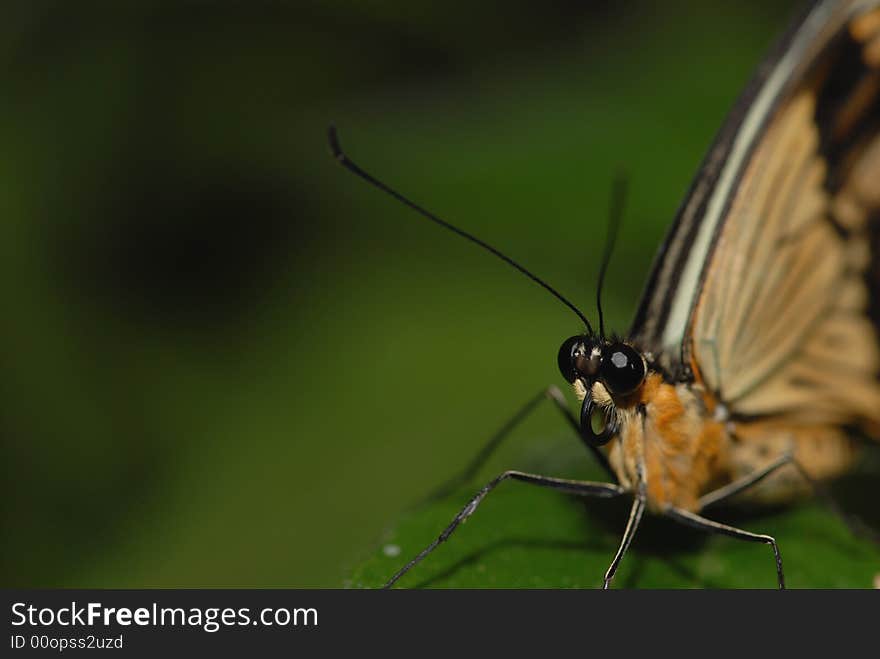 Butterfly Eyes