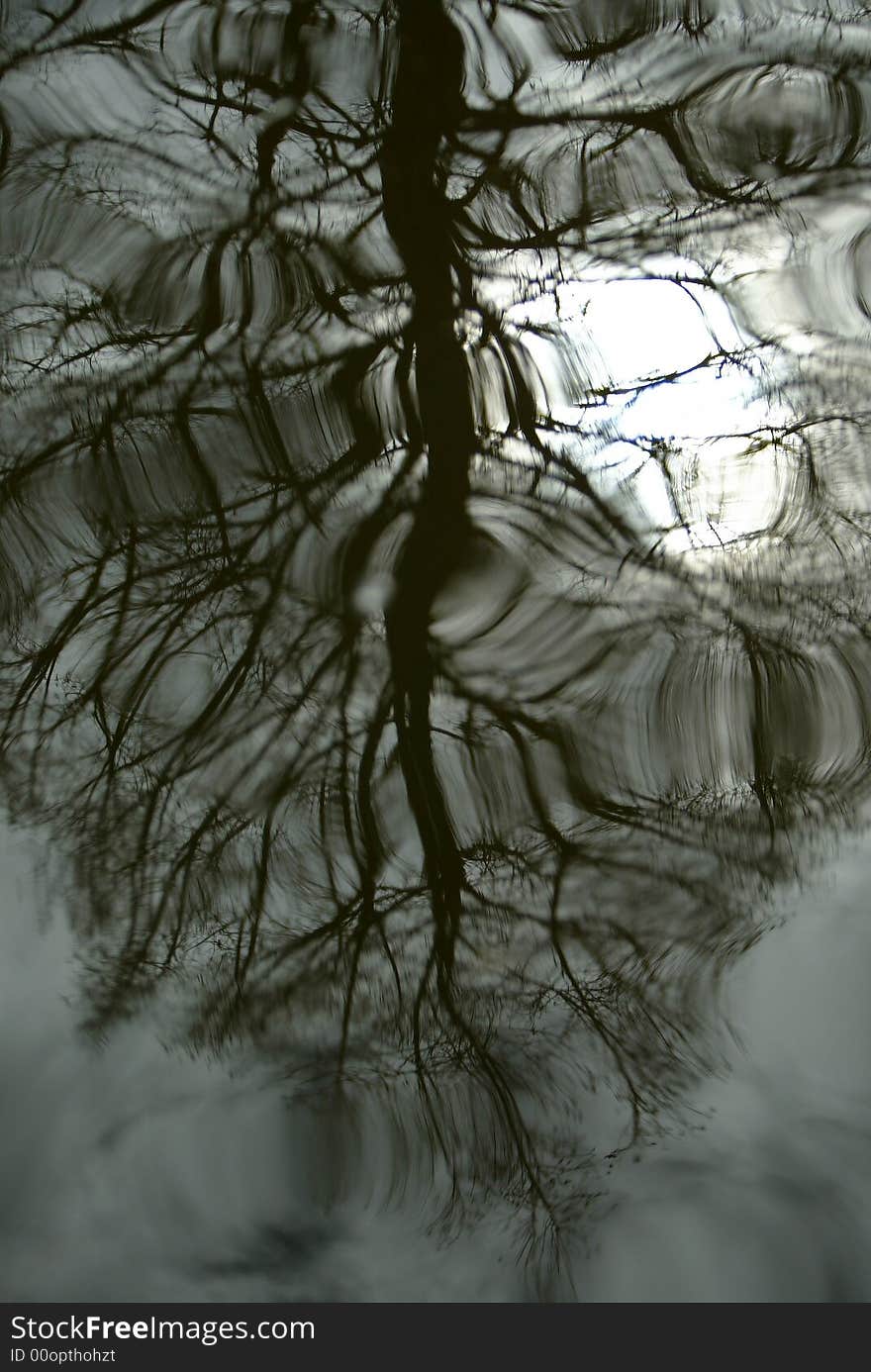 Pond Reflection