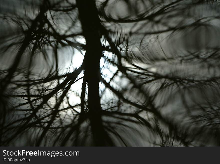 Pond Reflection