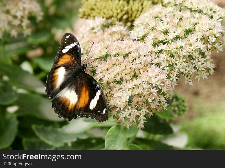 A close up shot of a butterfly. A close up shot of a butterfly