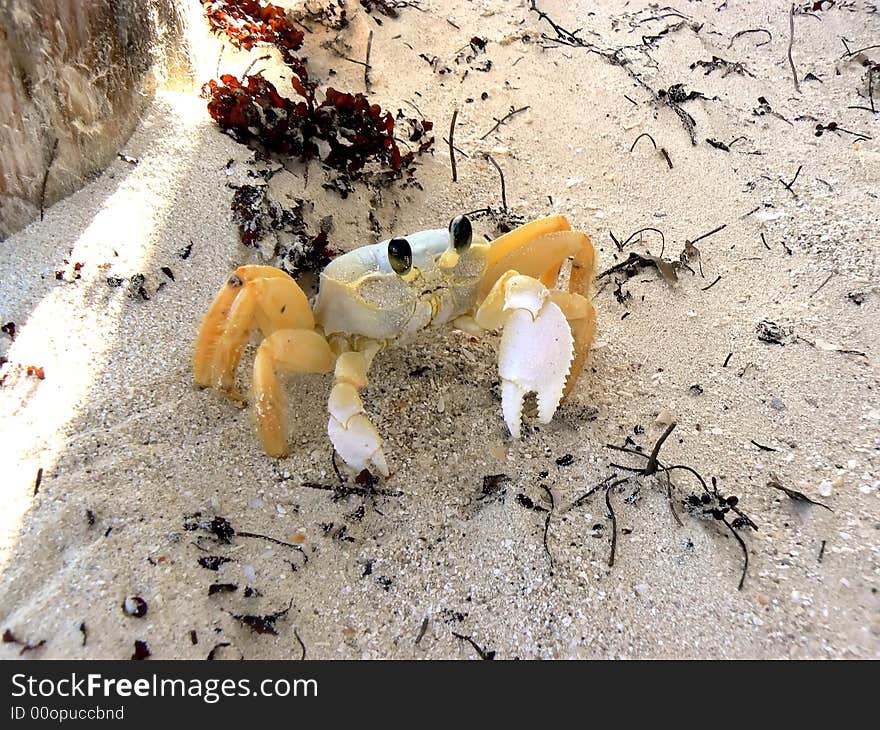 Beach crab crab  crustacean jaune orange sable sand sea yellow