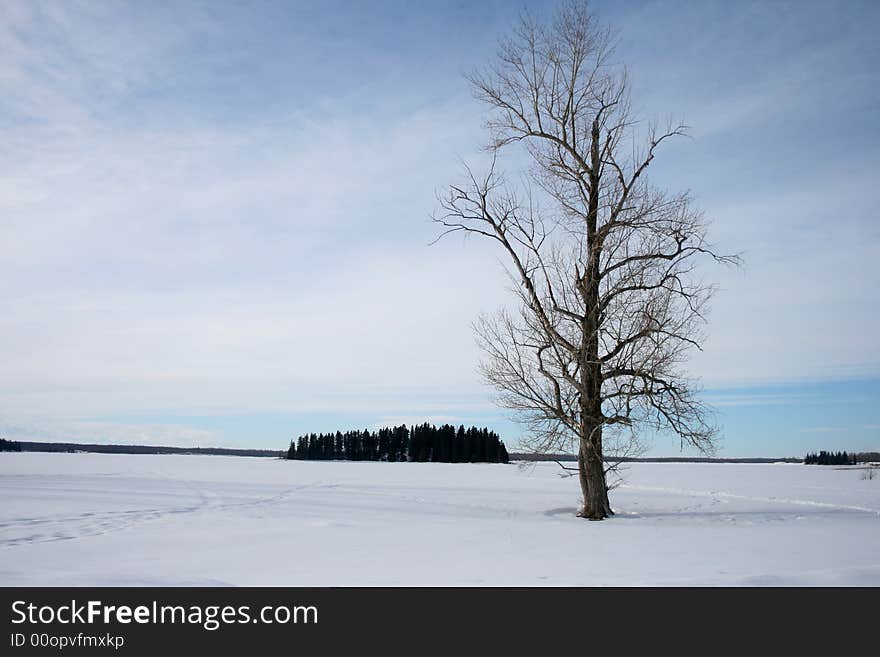 A tall and stately tree standing in a snow covered field. A tall and stately tree standing in a snow covered field