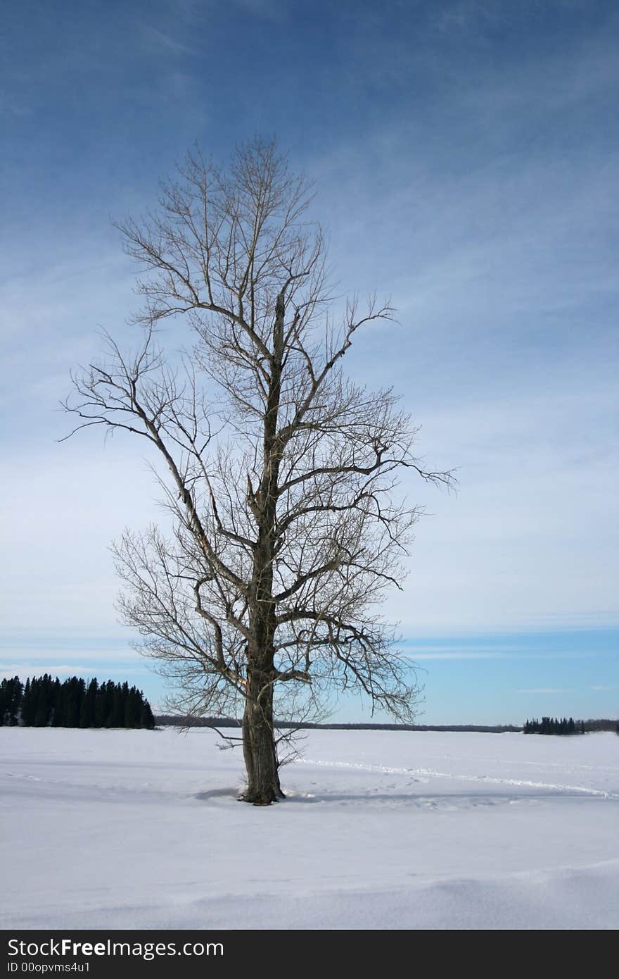 A tall and stately tree standing in a snow covered field. A tall and stately tree standing in a snow covered field