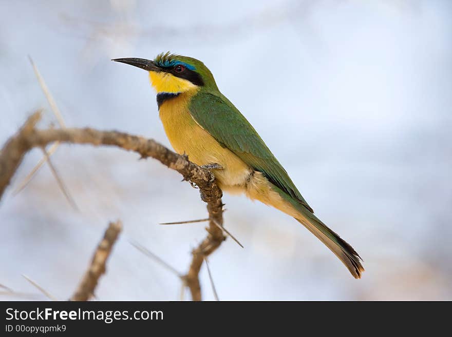 Cinnamon-chested Bee-eater, Samburu National Park, Kenya, AFrica