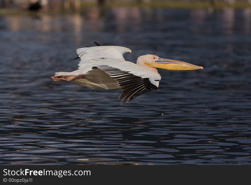 Great White Pelican at Lake Nakuru National Park, Kenya