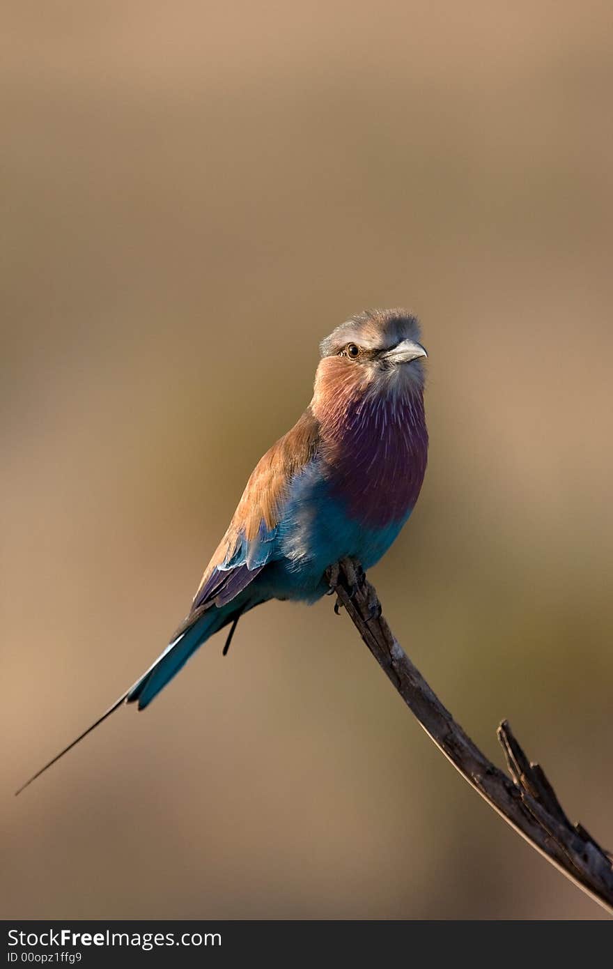 Lilac-breasted roller, Samburu National Park, Kenya, Africa. Caught in the golden light of sunset.