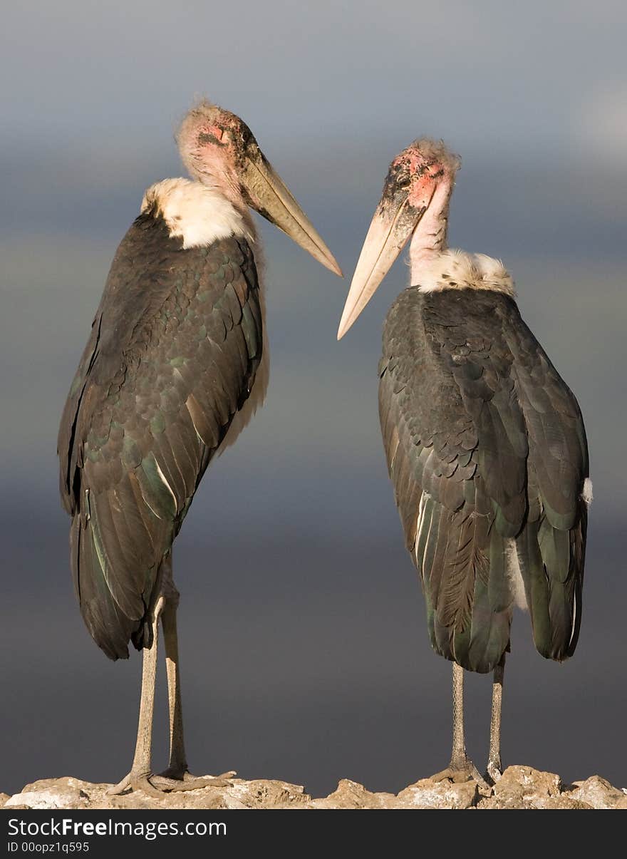 Marabou Stork Pair, Lake Nakuru National Park