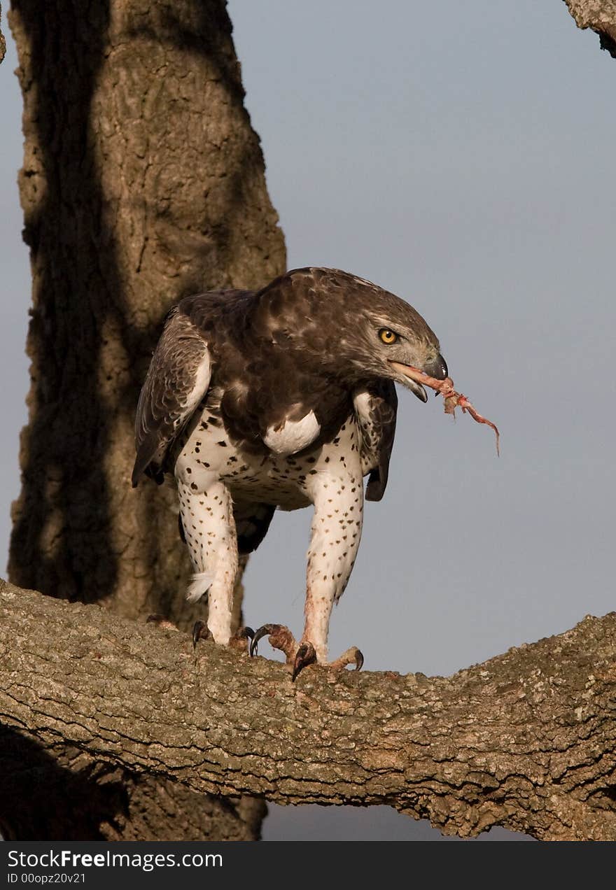 Adult Martial Eagle with kill