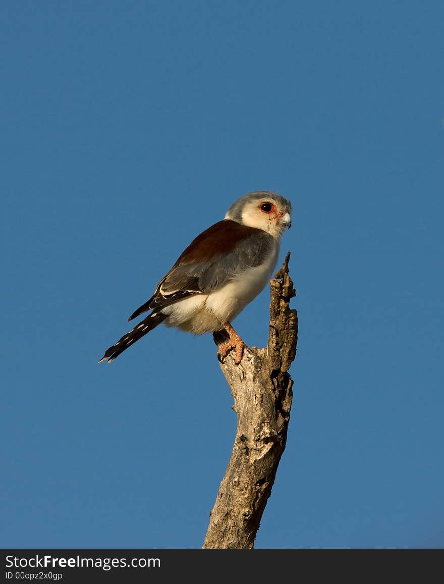 Male Pygmy Falcon, one of the smallest birds of prey. Samburu National Park, Kenya.