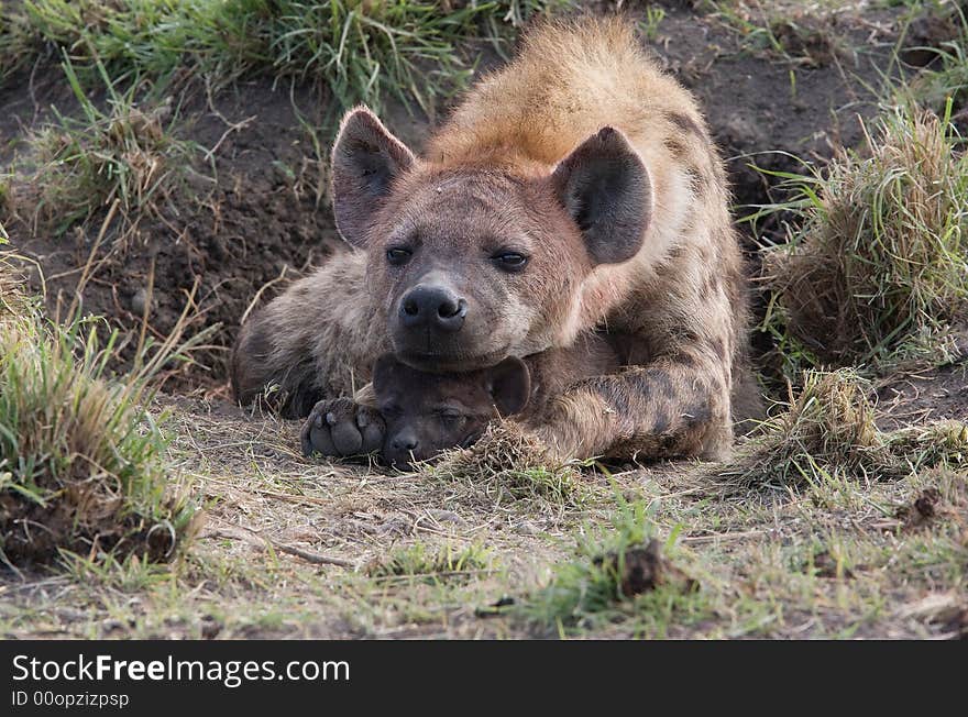 Mother Hyena protecting cub, Masai Mara Park, Kenya. Mother Hyena protecting cub, Masai Mara Park, Kenya