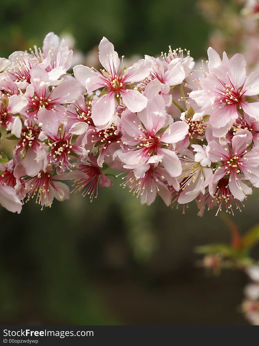 Pink folwers bloom in spring. Pink folwers bloom in spring