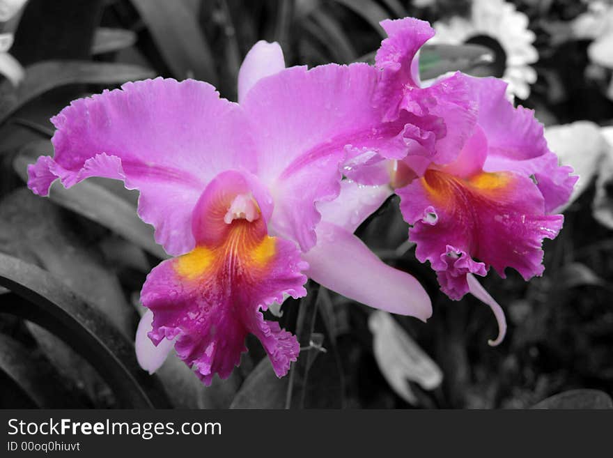 Violet catleya orchids in black and white background. Violet catleya orchids in black and white background