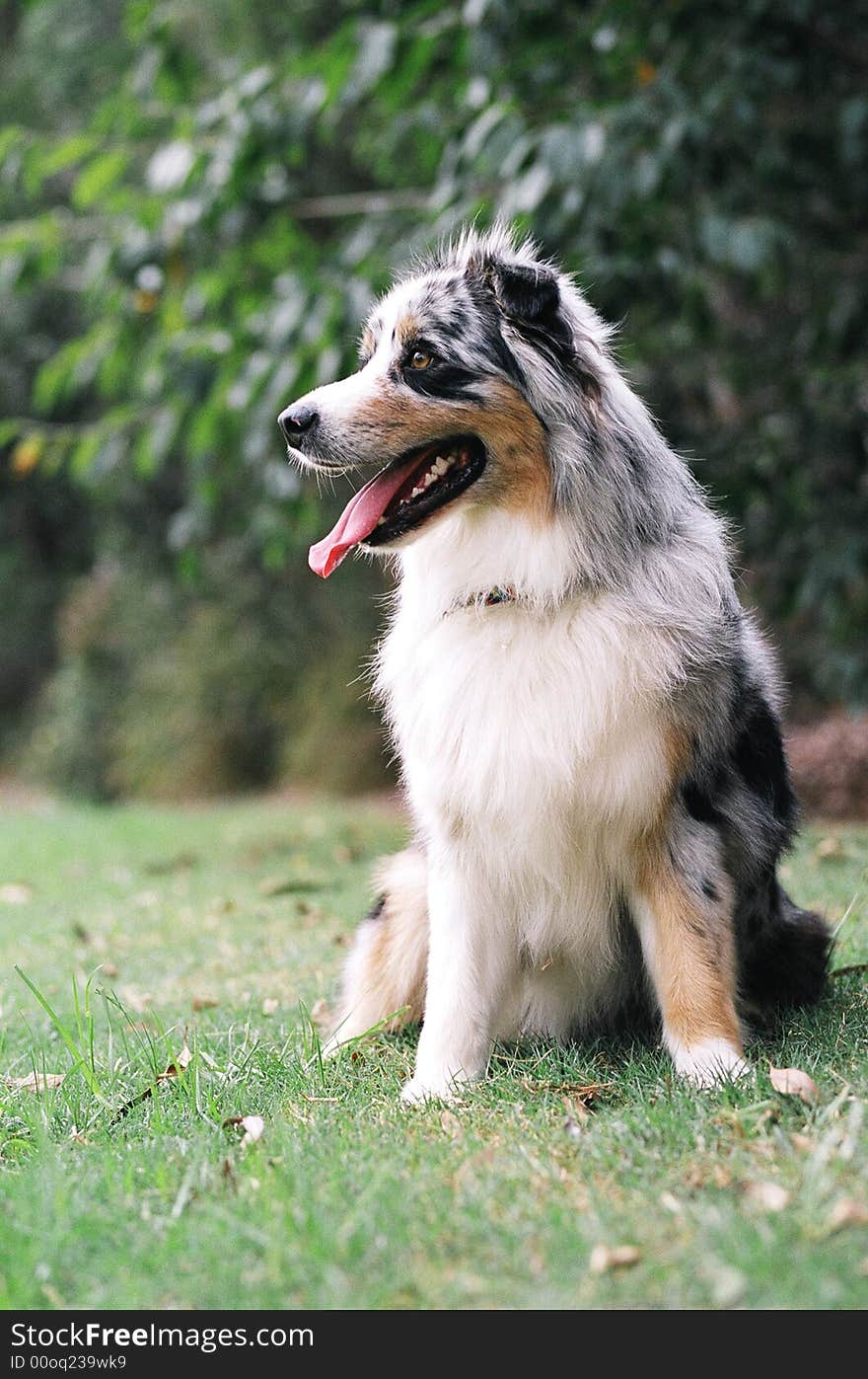 A portrait of an Australian shepherd