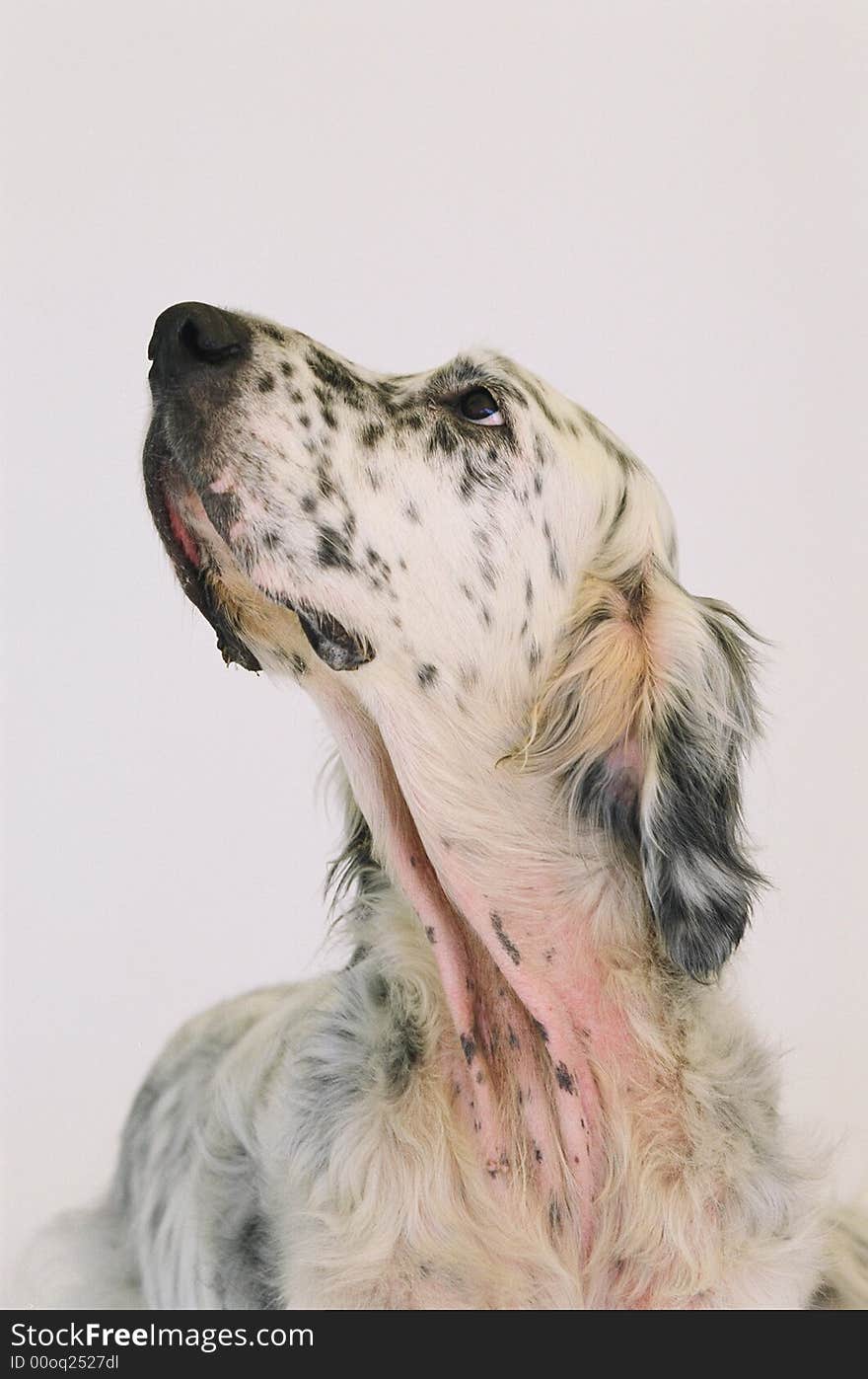 Close up image showing  neck and head of an old dog. Close up image showing  neck and head of an old dog