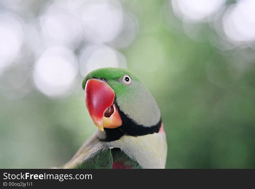 Alexandrine Parrot