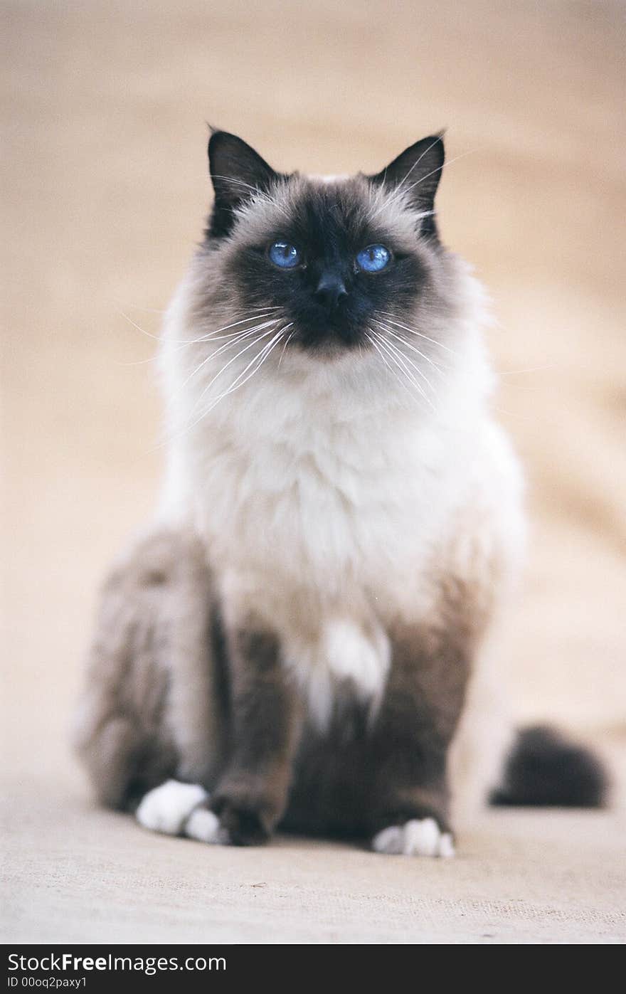 Blue eyed persian cat sitting and looking. Blue eyed persian cat sitting and looking