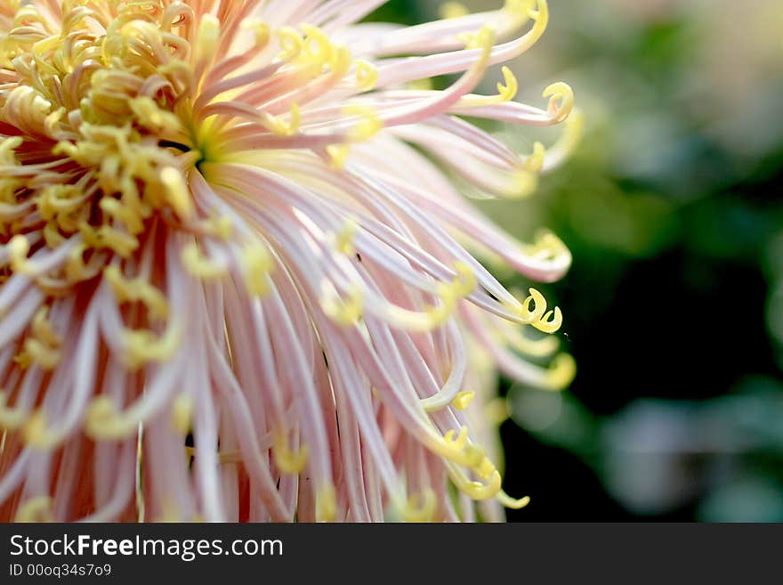 Chrysanthemum1