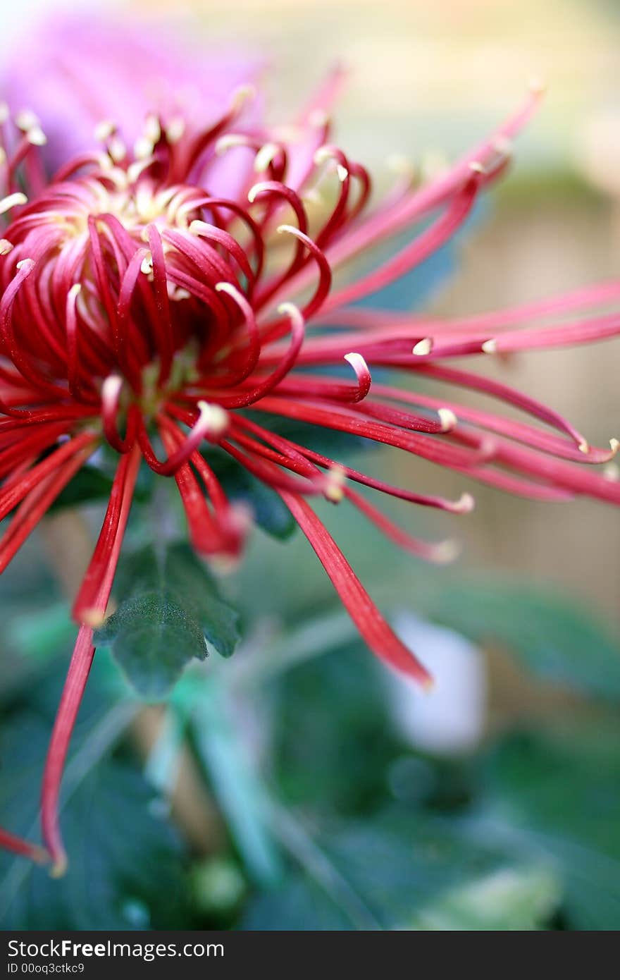 Chrysanthemum2