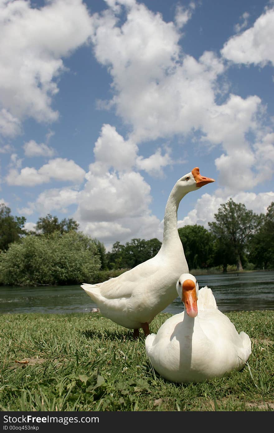 Goose floating down the river