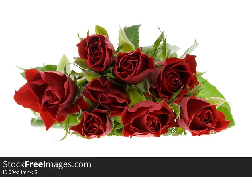 Beautiful red roses isolated on a white background