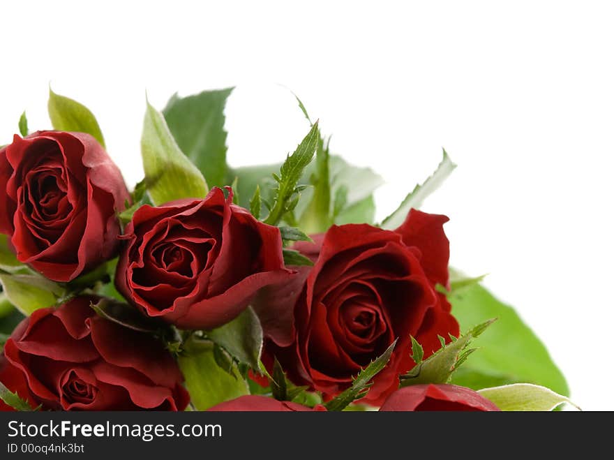 Beautiful red roses isolated on a white background