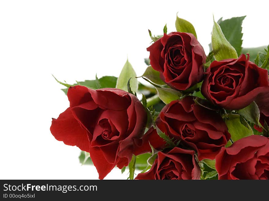 Beautiful red roses isolated on a white background