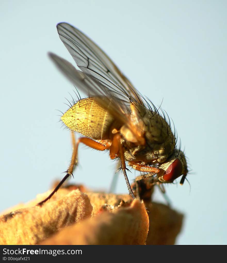 Yellow fly on cone in the sun