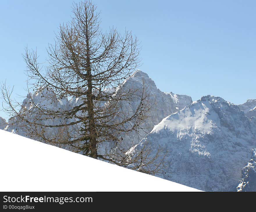 Beautiful winter mountain peaks covered in snow and fresh snow slope in front; alpine vegetation, clear blue sky day background, suitable for Christmas card. Beautiful winter mountain peaks covered in snow and fresh snow slope in front; alpine vegetation, clear blue sky day background, suitable for Christmas card