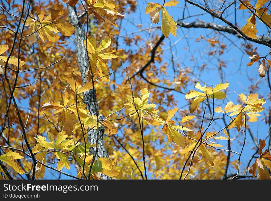 Autumn leaves and clear shiny day. Russian forest on Far East. Autumn leaves and clear shiny day. Russian forest on Far East.