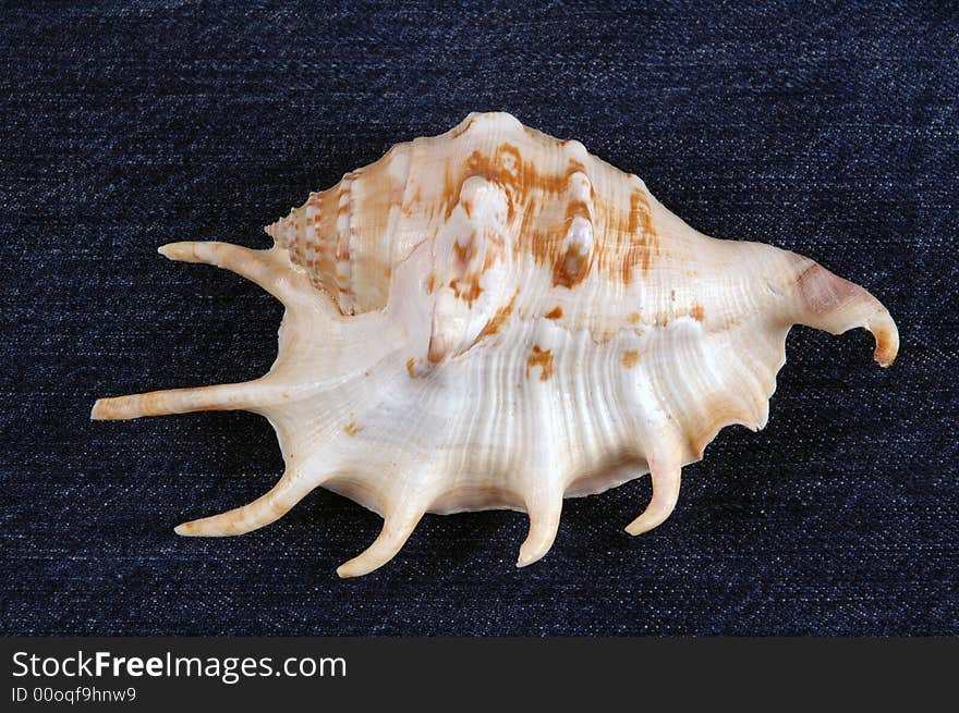 Shell