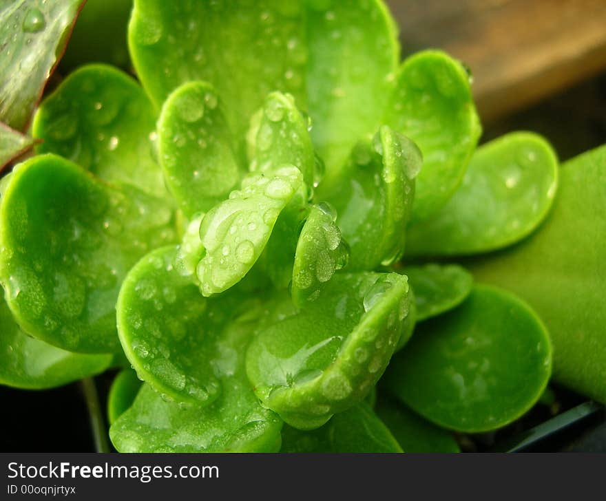 Cactus with Water Drops