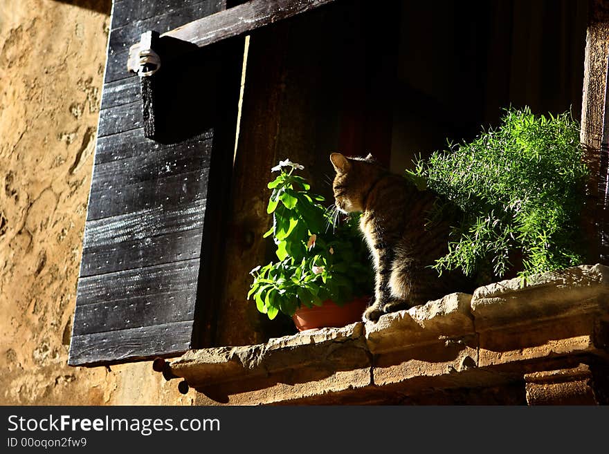 Cat taking sun on the window