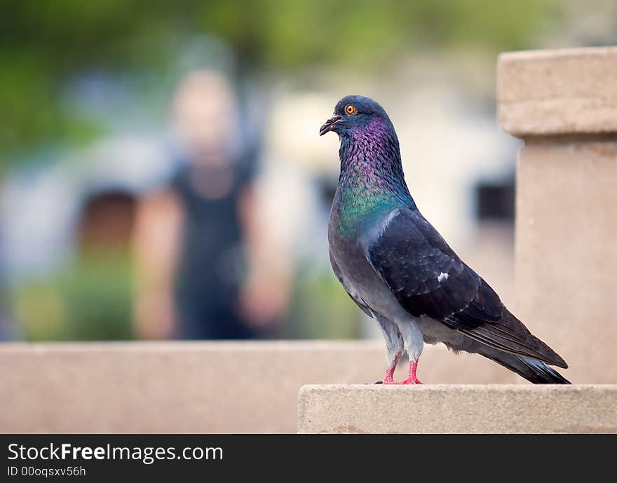 Profile of a pigeon in an urban park. Profile of a pigeon in an urban park.