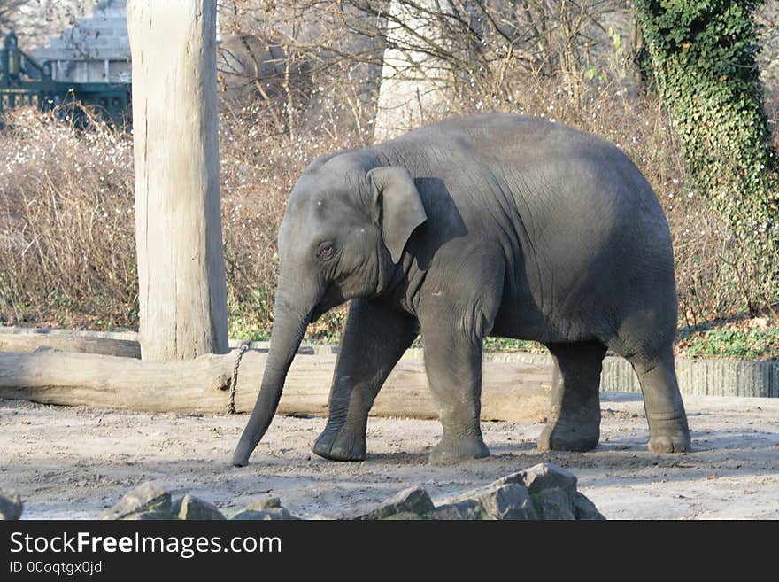 The small elephant in a zoo of Berlin