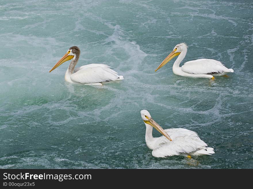 Three pelicans in bubbly churning water. Three pelicans in bubbly churning water