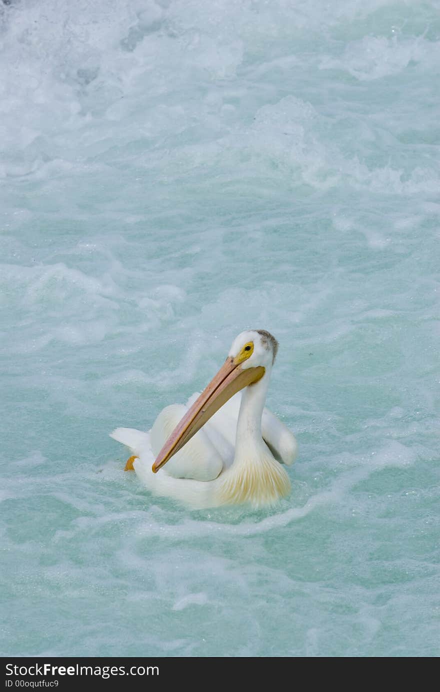 Single pelican on water