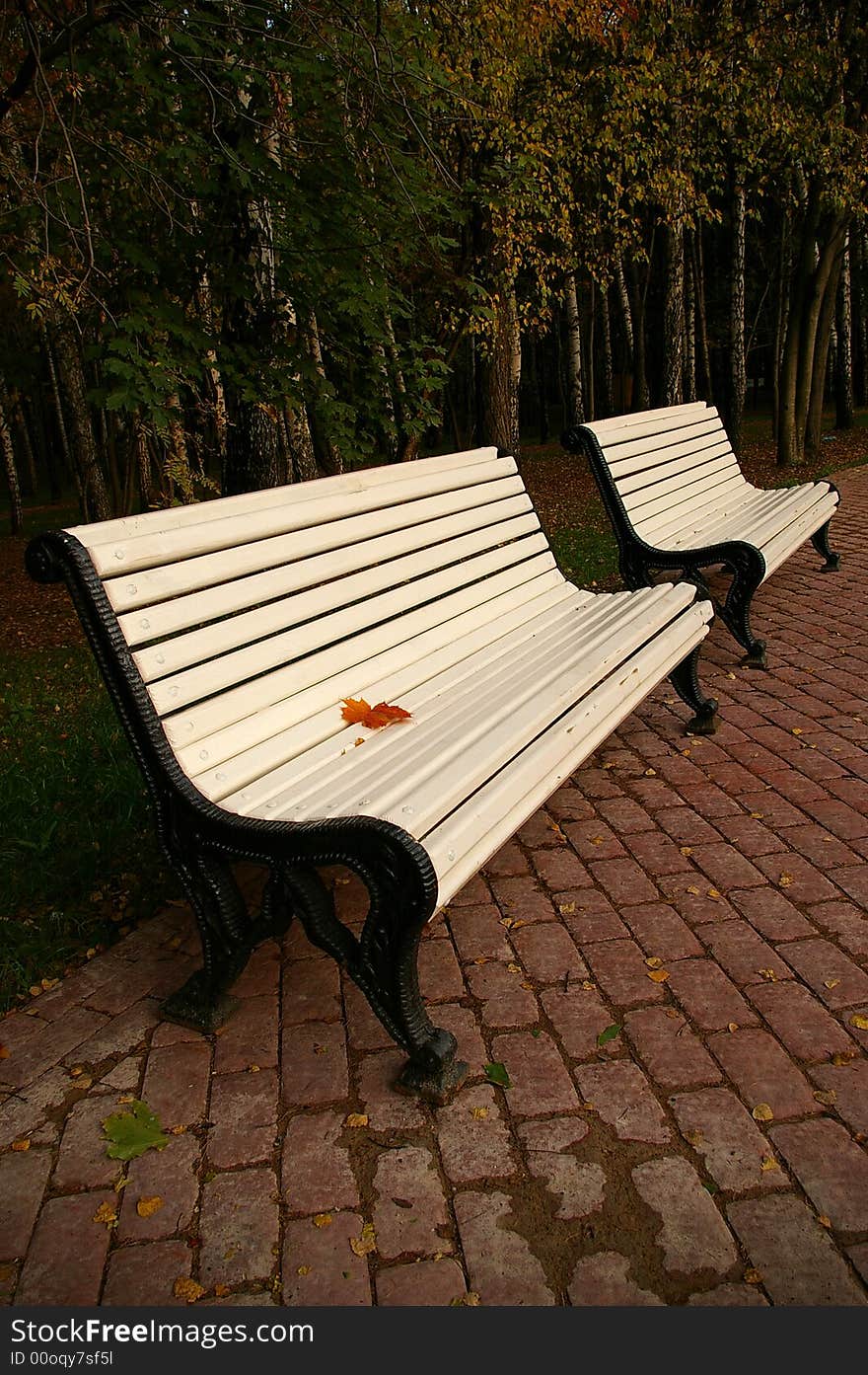 Leaf of a maple on a bench white