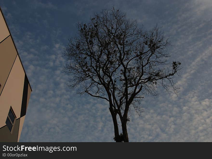 Trees, modern building and cloud the city