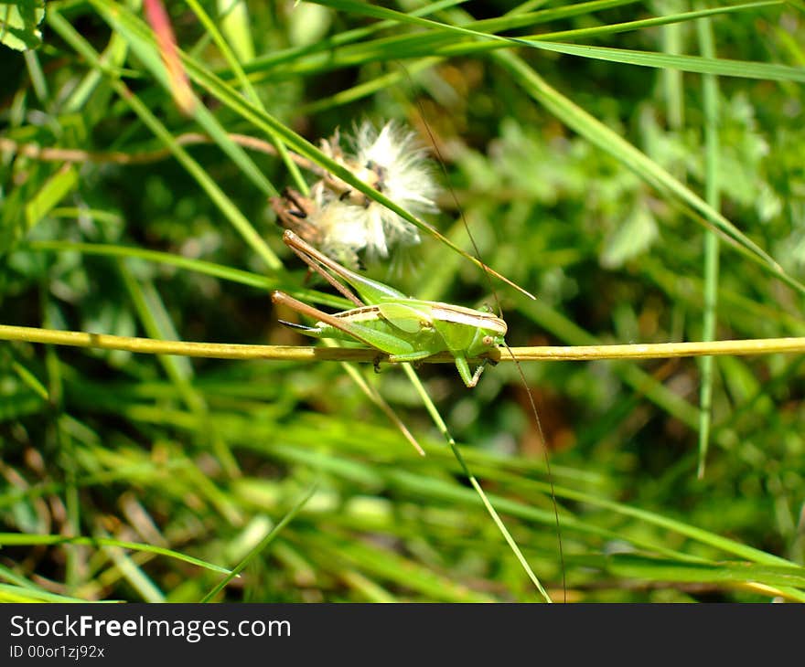 Macro insects Grasshopper Green Grass