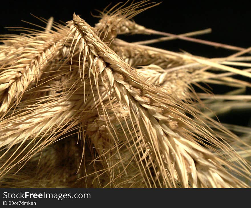 Yellow wheat ears on dark background with mirror