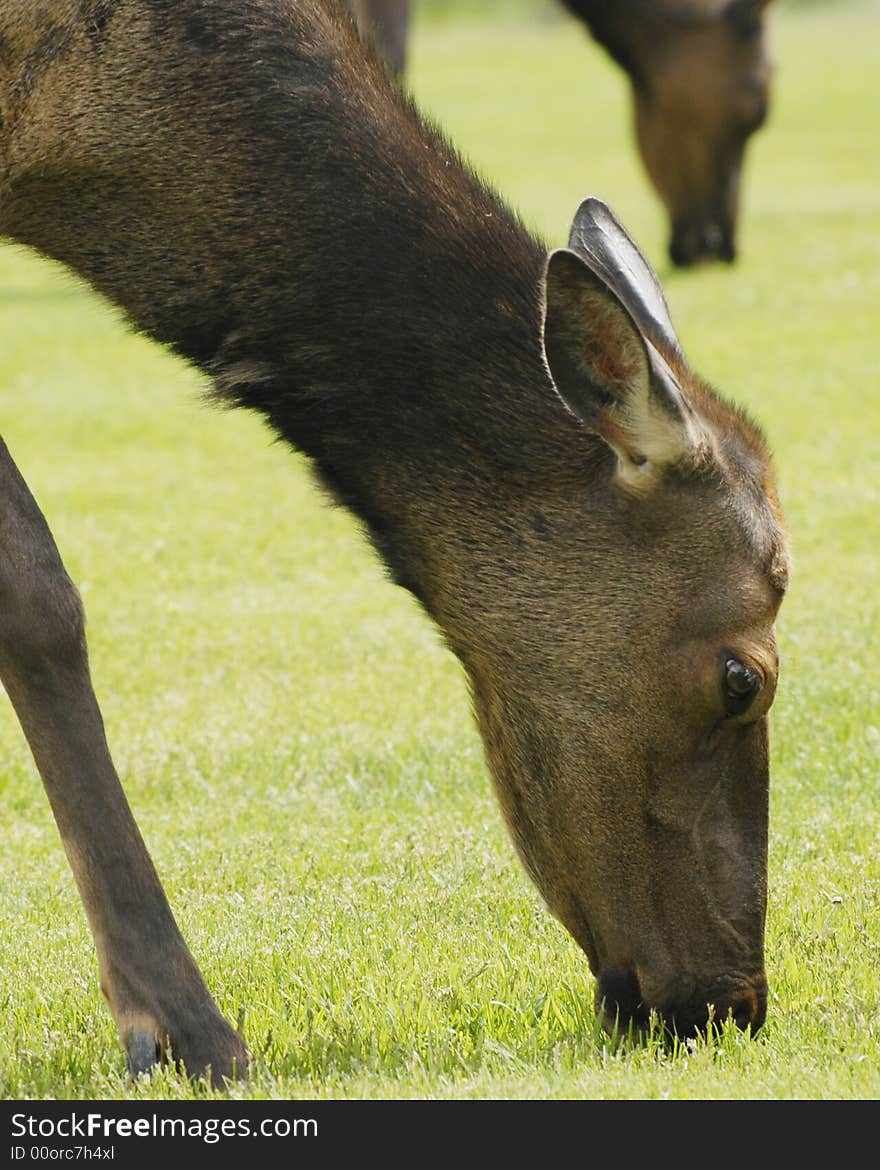 Head and neck of a female elk feeding on grass. Shallow DOF with a second elk in the background.