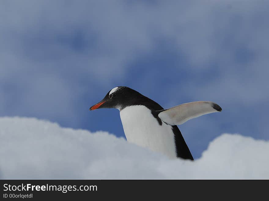 Gentoo