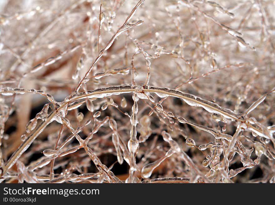 Grass covered in ice after freezing rain. Grass covered in ice after freezing rain.