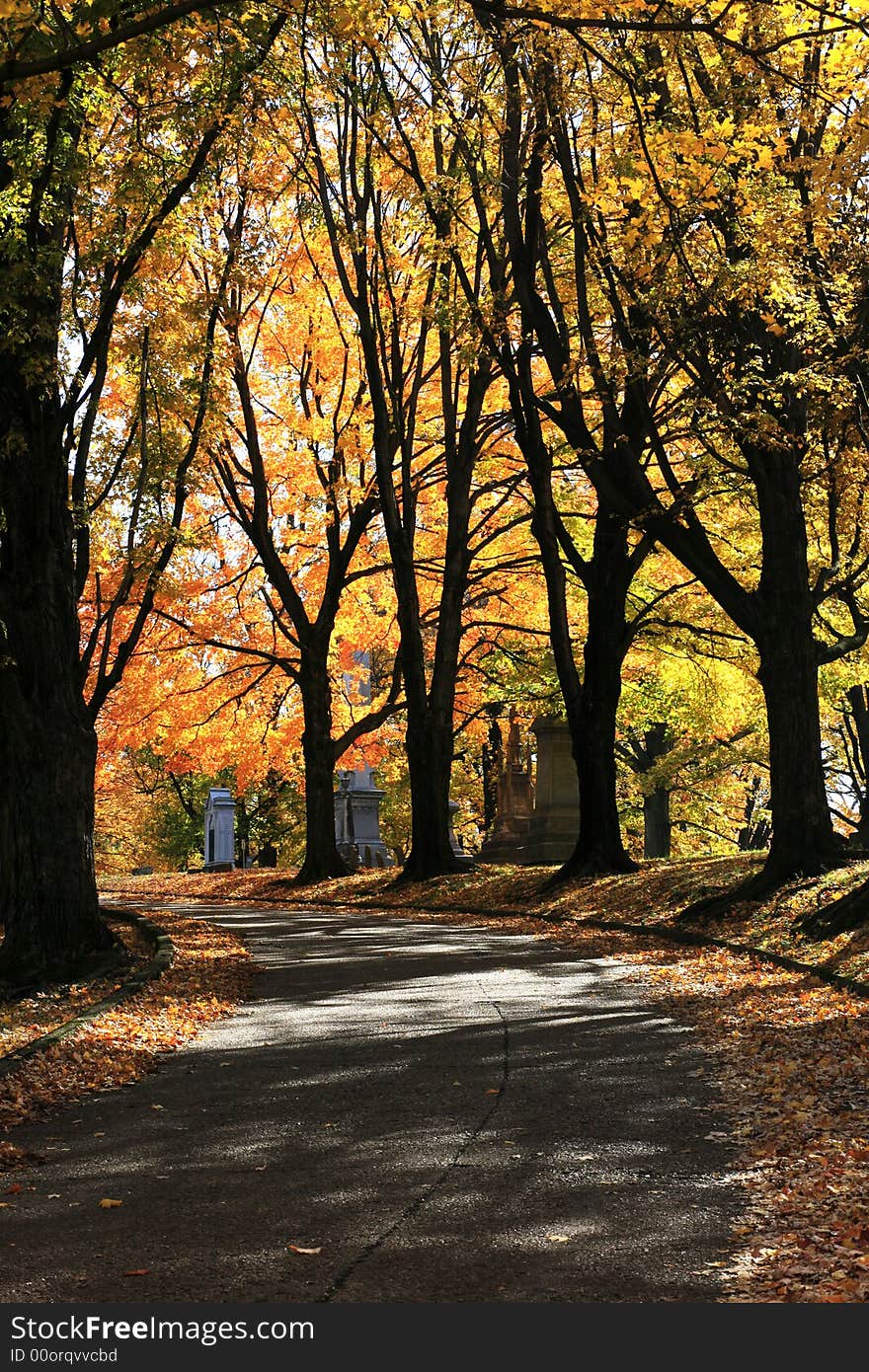 Its November and the trees in Nashville are showing off thier bright colors. Its November and the trees in Nashville are showing off thier bright colors