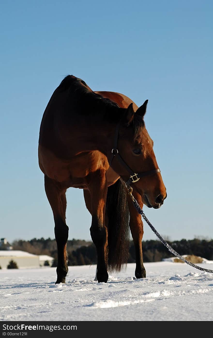 Horse standing in snow